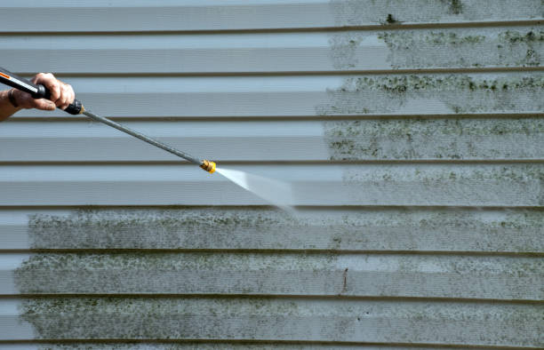 Best Professional Mold Removal  in East Flat Rock, NC