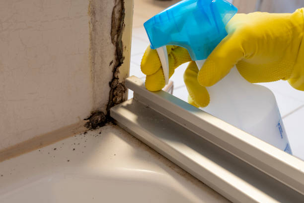 Best Affordable Mold Removal  in East Flat Rock, NC
