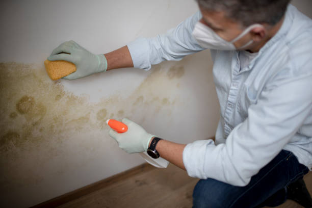 Best Emergency Mold Removal  in East Flat Rock, NC