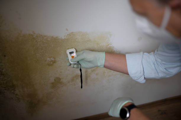 Best Affordable Mold Removal  in East Flat Rock, NC