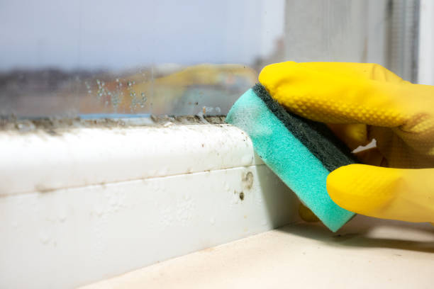 Best Mold Remediation  in East Flat Rock, NC