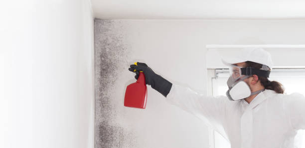 Best Same-Day Mold Removal  in East Flat Rock, NC
