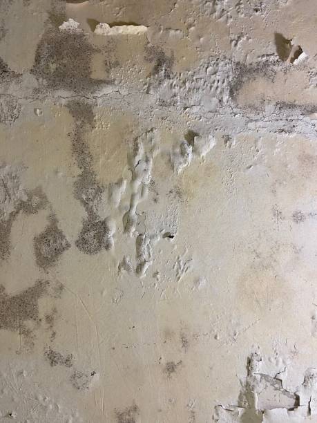 Best Mold Testing  in East Flat Rock, NC