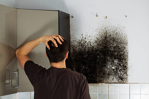 Best Toxic Mold Removal  in East Flat Rock, NC